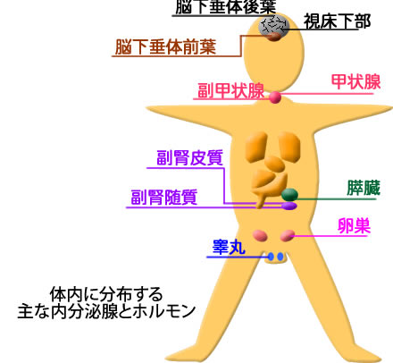 体内に分布する主な内分泌腺とホルモン